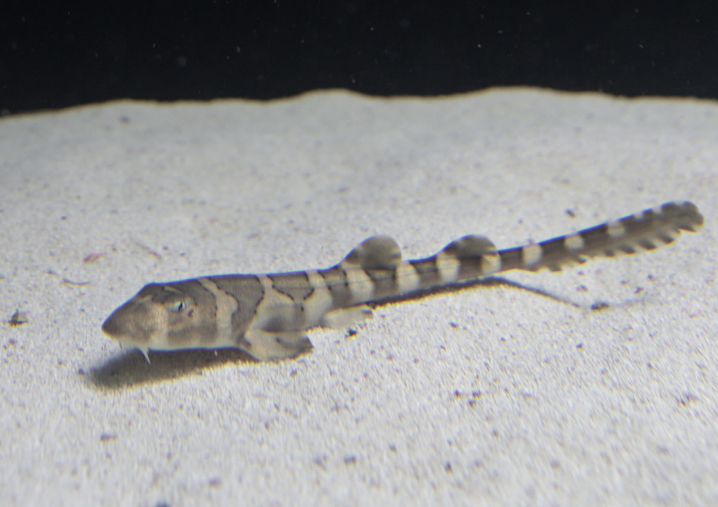 Young brown-banded bamboo shark