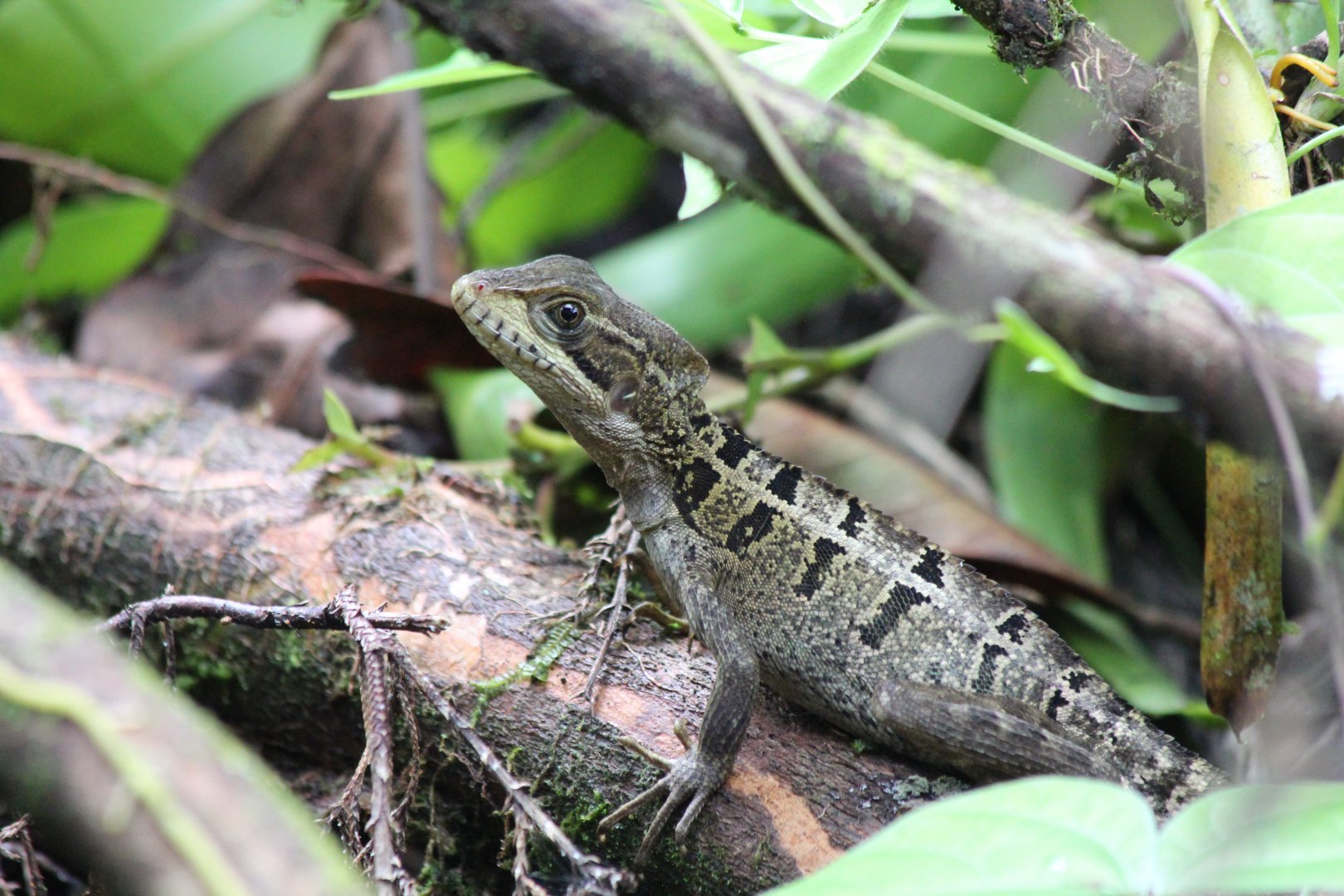 Young Brown Basilisk - Mar 2019