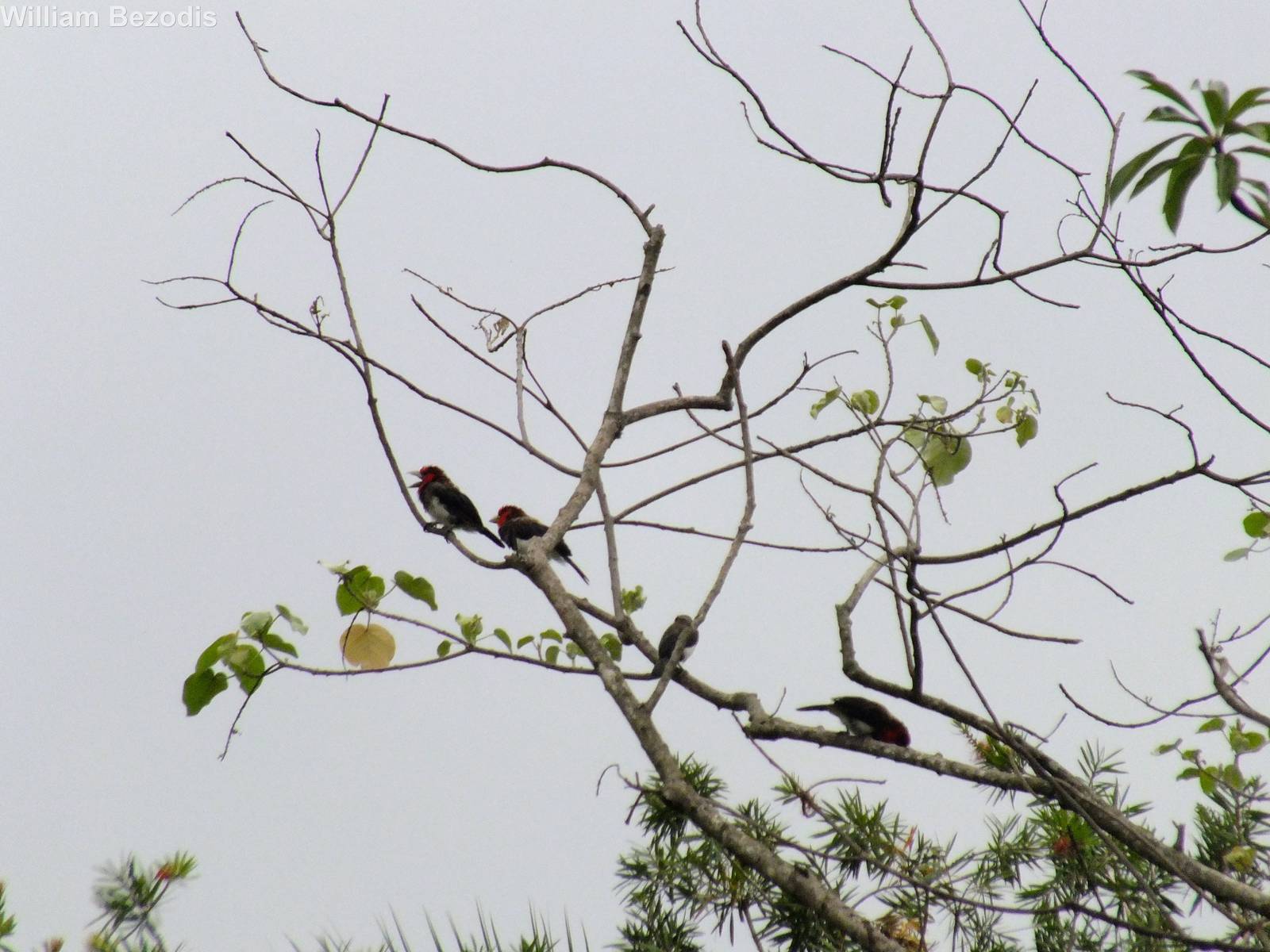 Young Brown-breasted Barbets