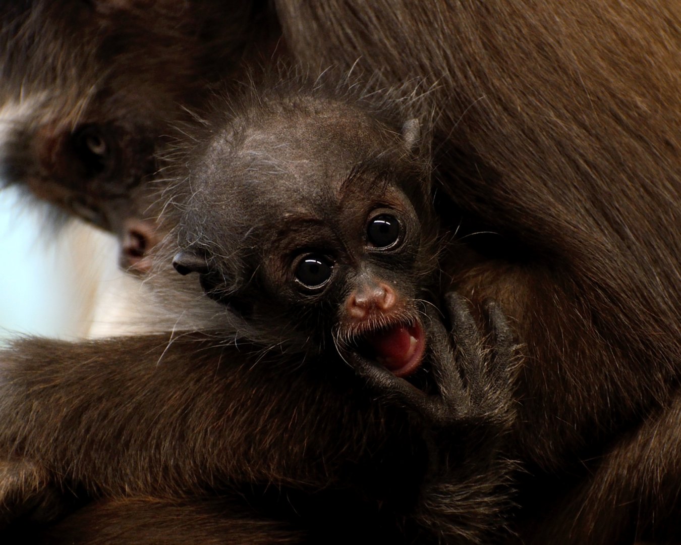 Young brown spider monkey - 05/12/2019