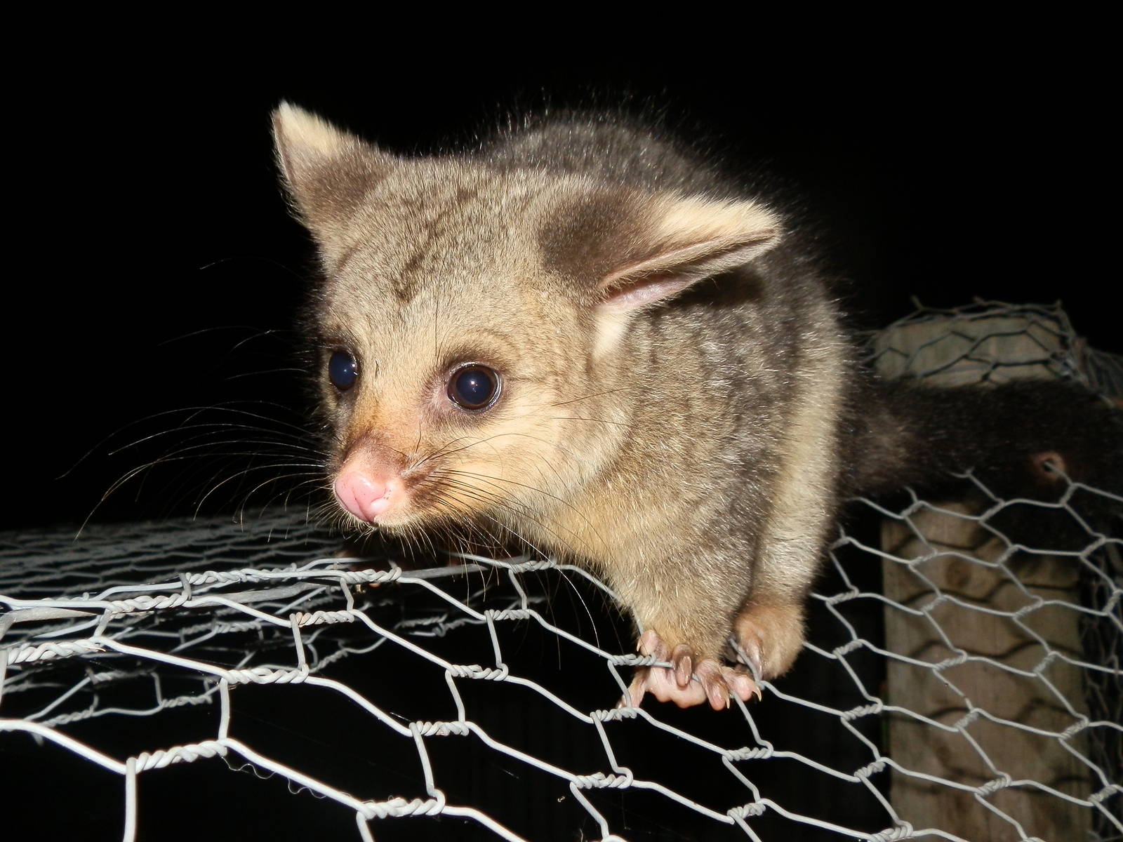 Young Brush Tailed Possum
