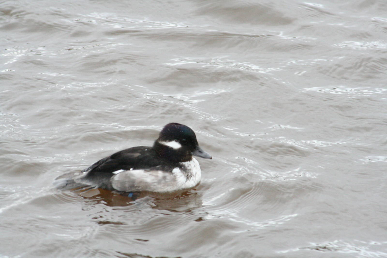 Young bufflehead?
