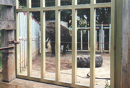 Young bull Asian elephant @ Perth zoo 2000 off exhibit