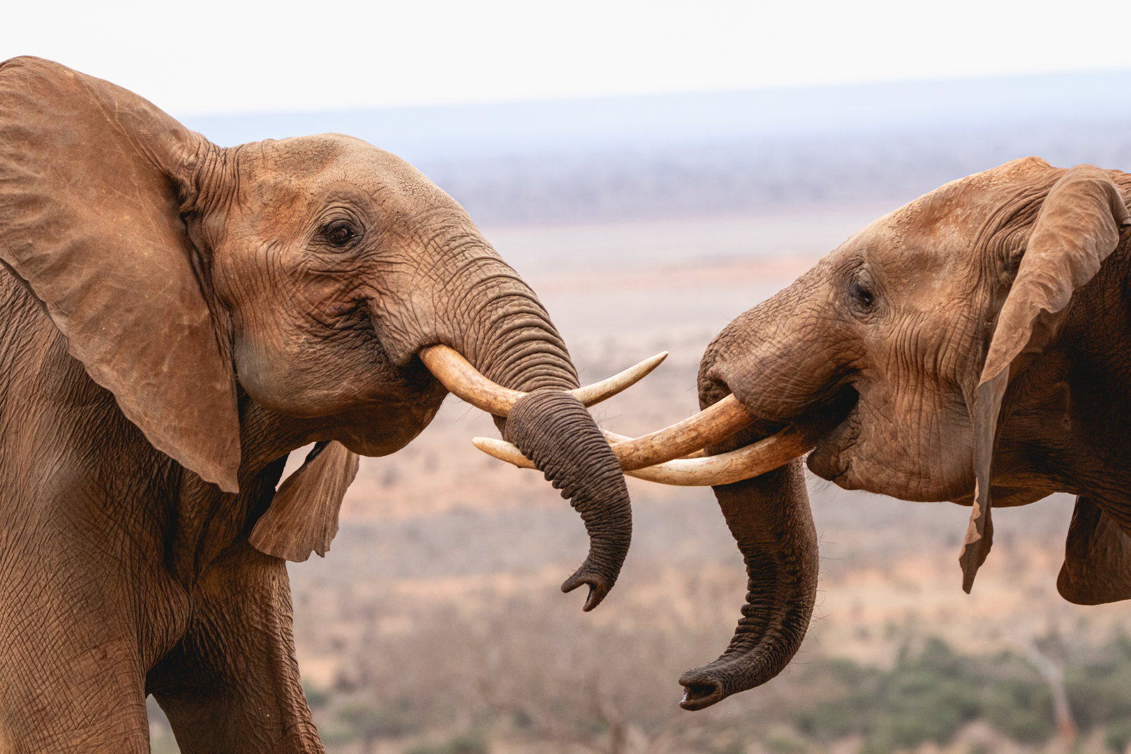 Young Bull Elephants