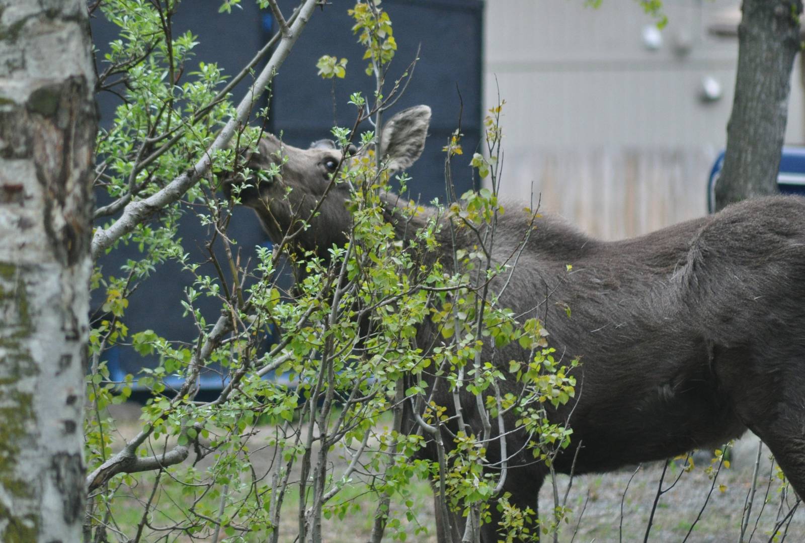 Young Bull Moose - Alaska (Anchorage)