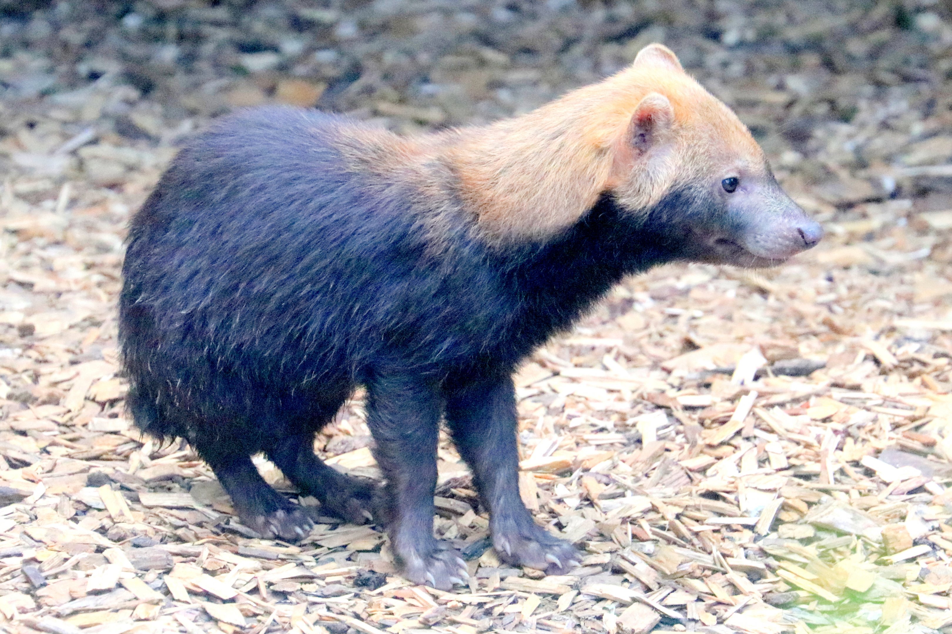 Young bush dog; Colchester; 12th May 2019