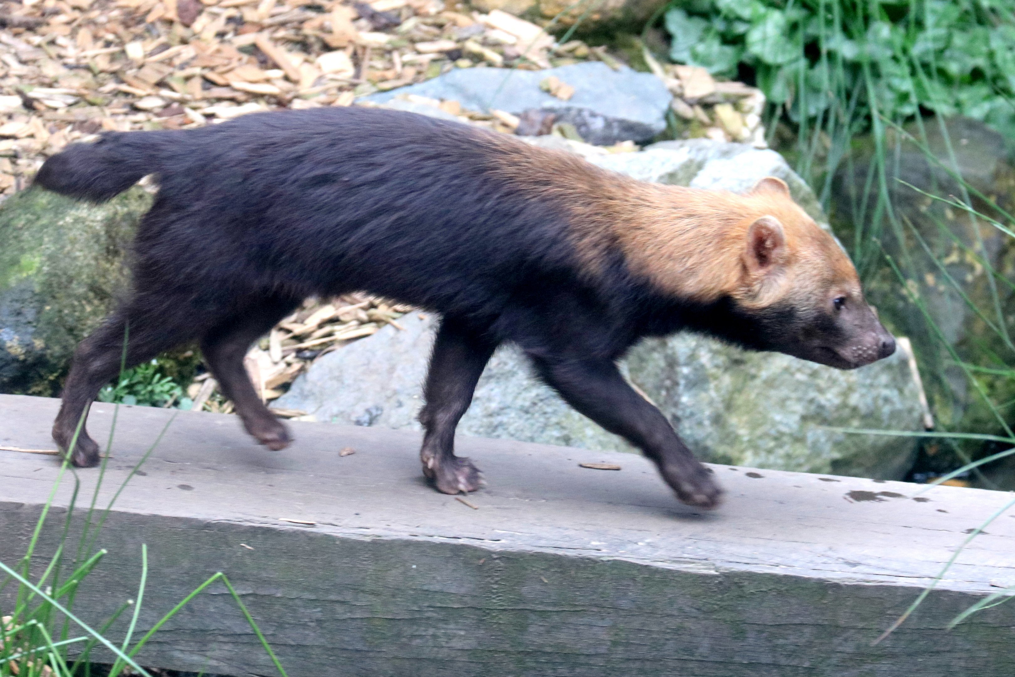 Young bush dog; Colchester; 12th May 2019