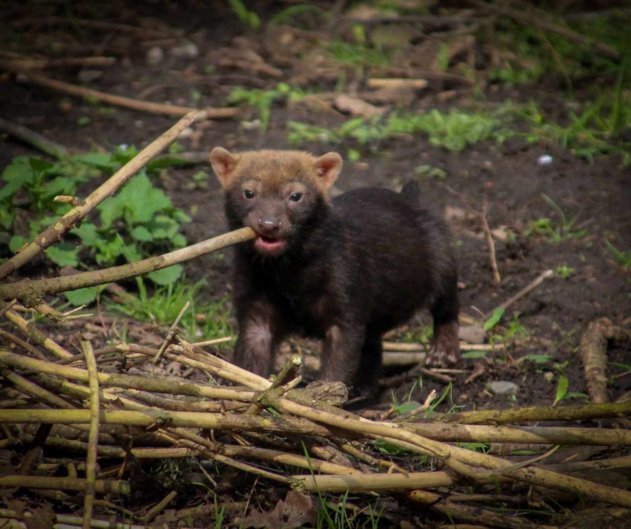 Young Bush Dog
