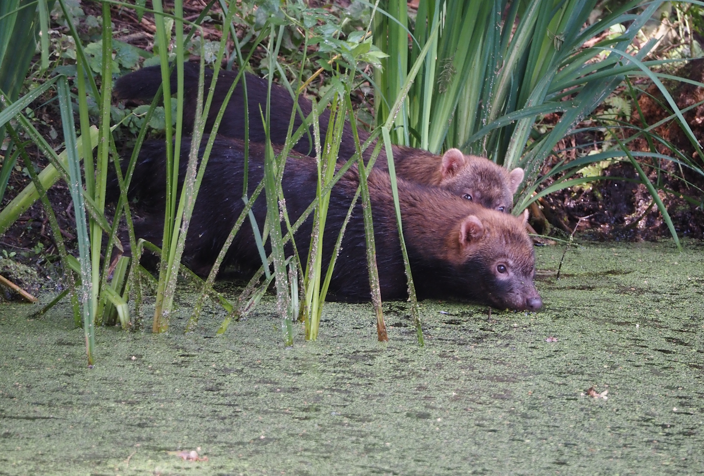 Young Bush dogs (Speothos venaticus), 2024-08-21