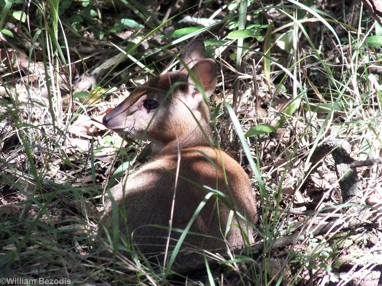 Young Bush Duiker - Nairobi Safari Walk