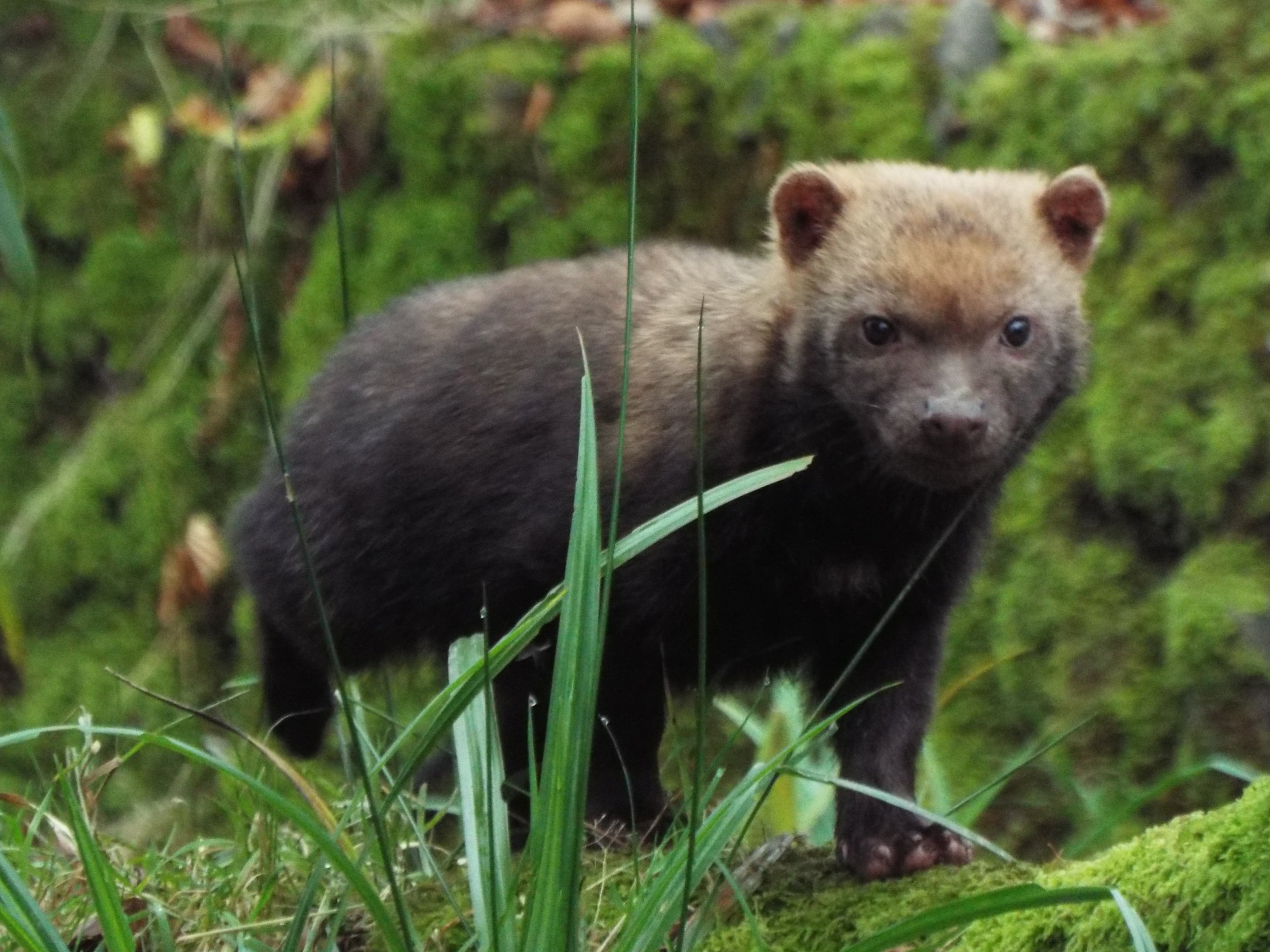 Young Bushdog Exmoor Zoo