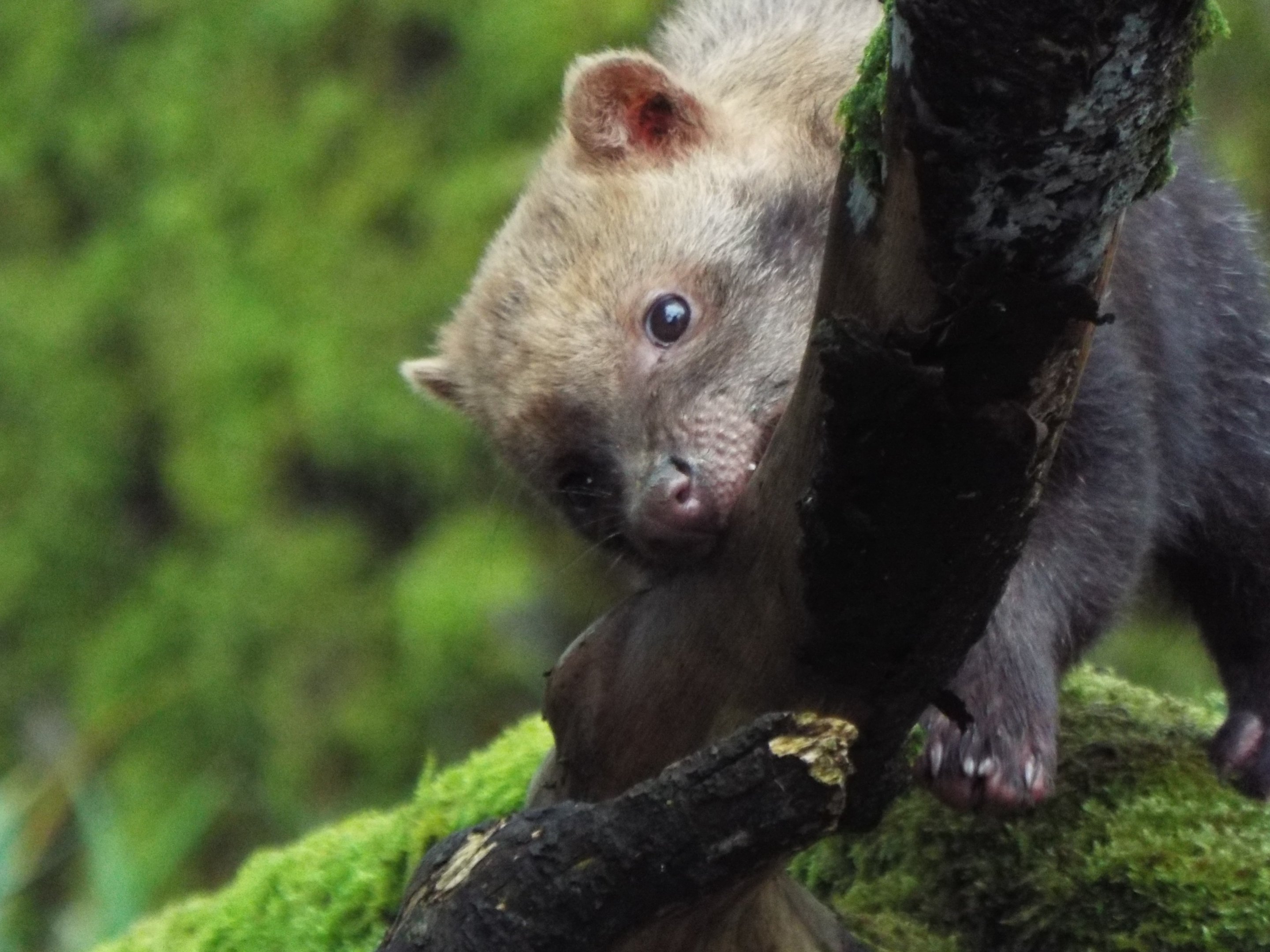 Young Bushdog Exmoor Zoo