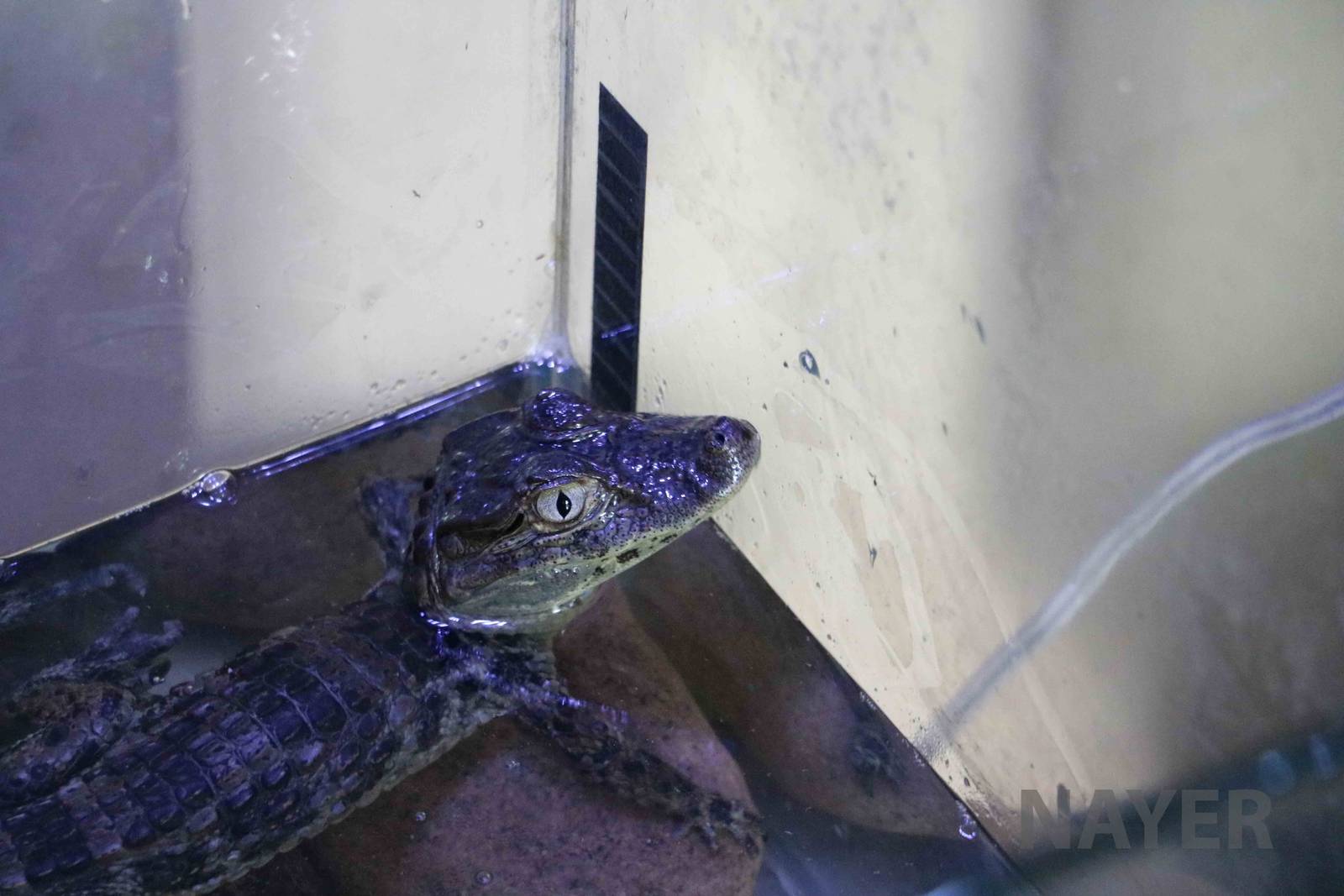 Young caiman, Serpentario Machaqway - April 2016.