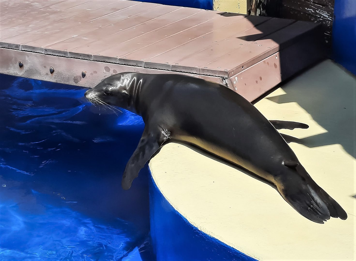 Young California sea lion 'Kai'