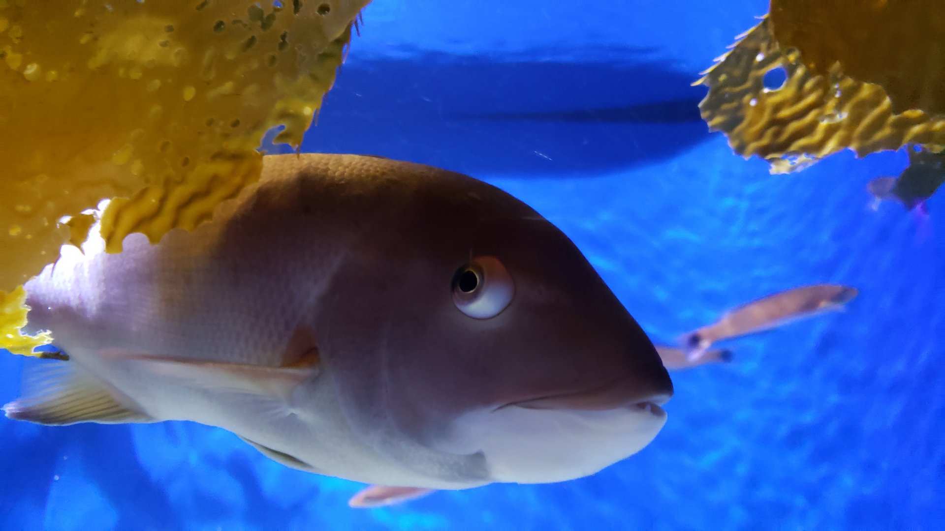 young california sheeps head