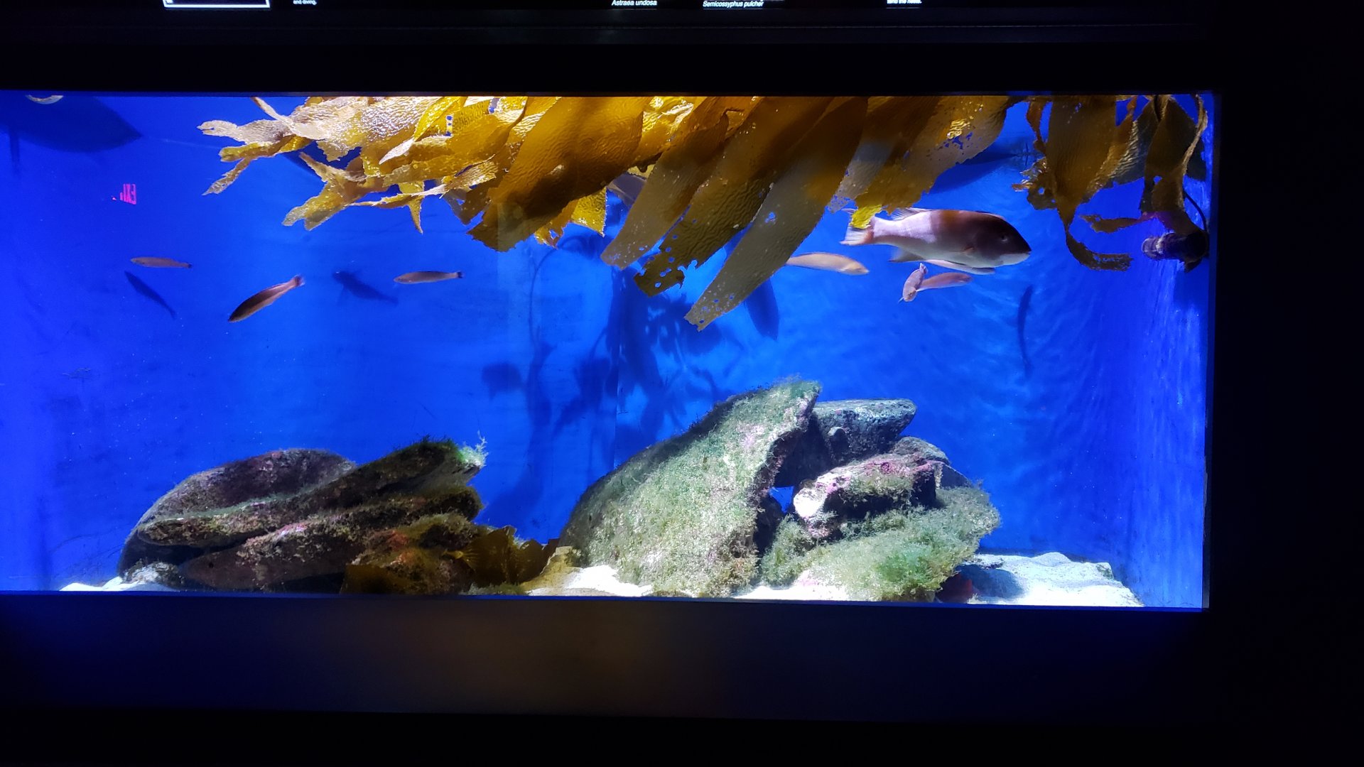 young California sheepshead