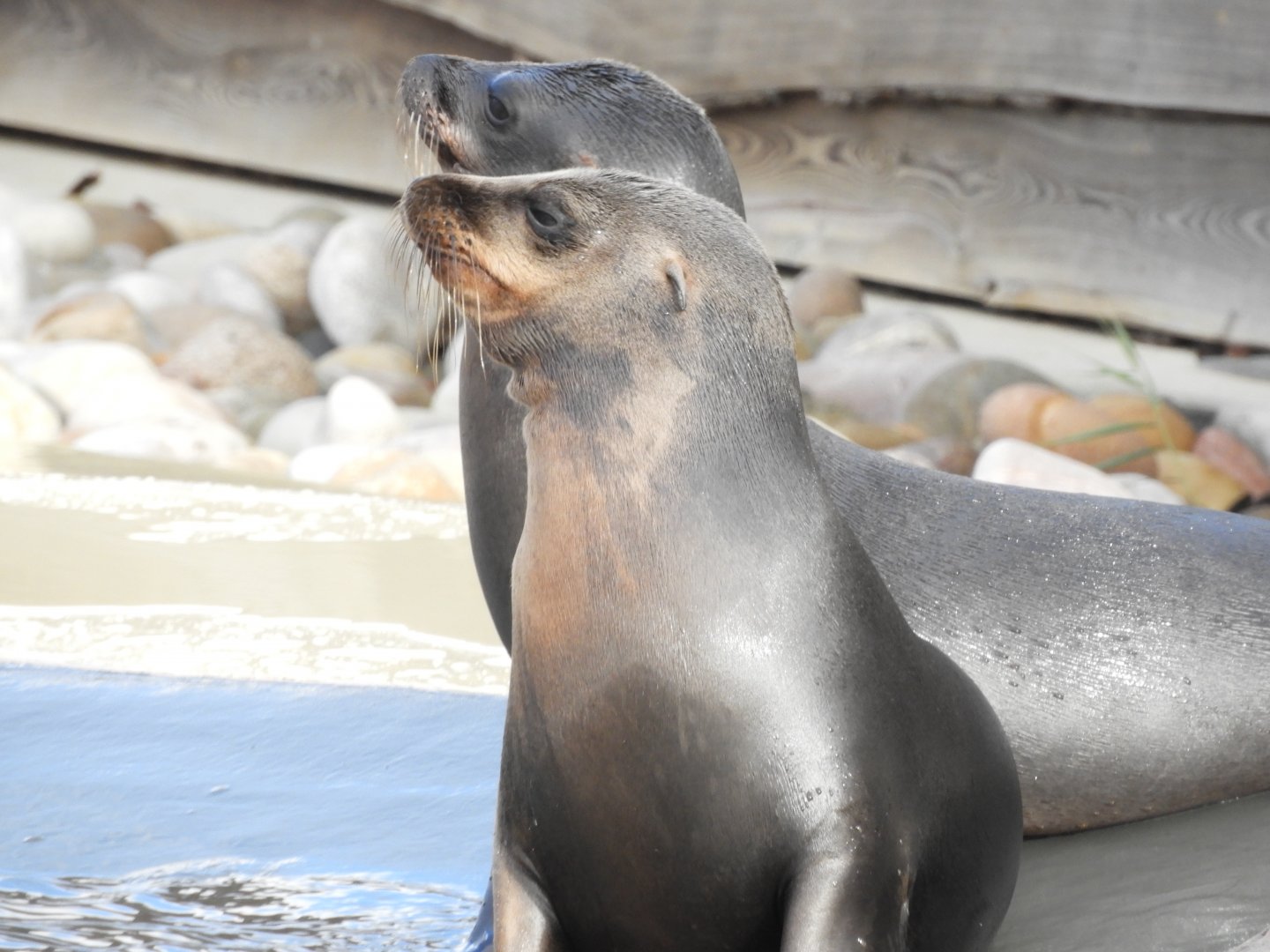 Young Californian sea lions