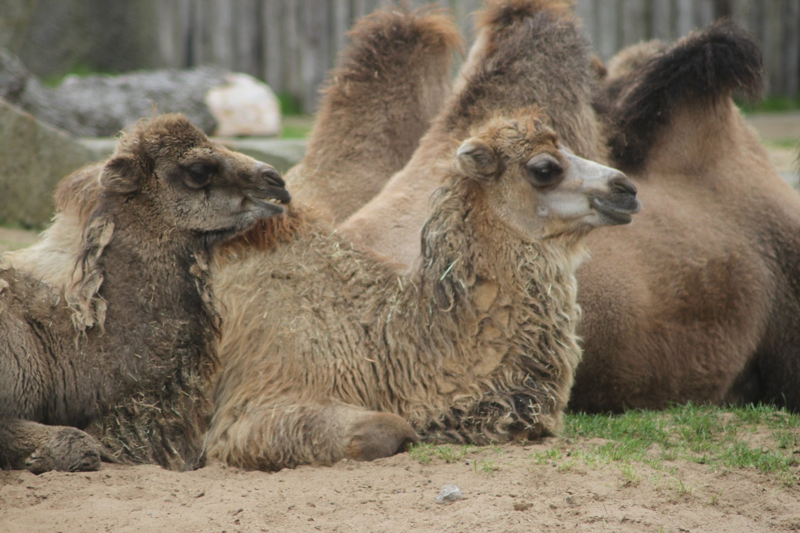 Young Camels
