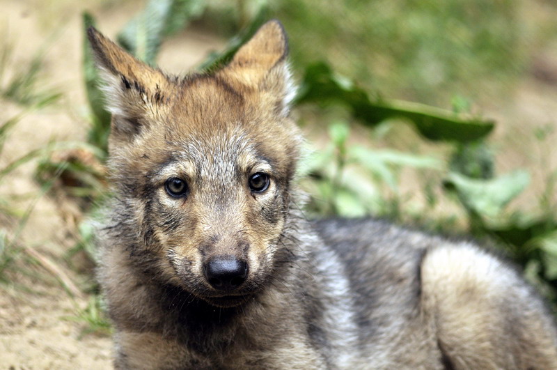 Young canadian wolf at Lüneburger Heide.