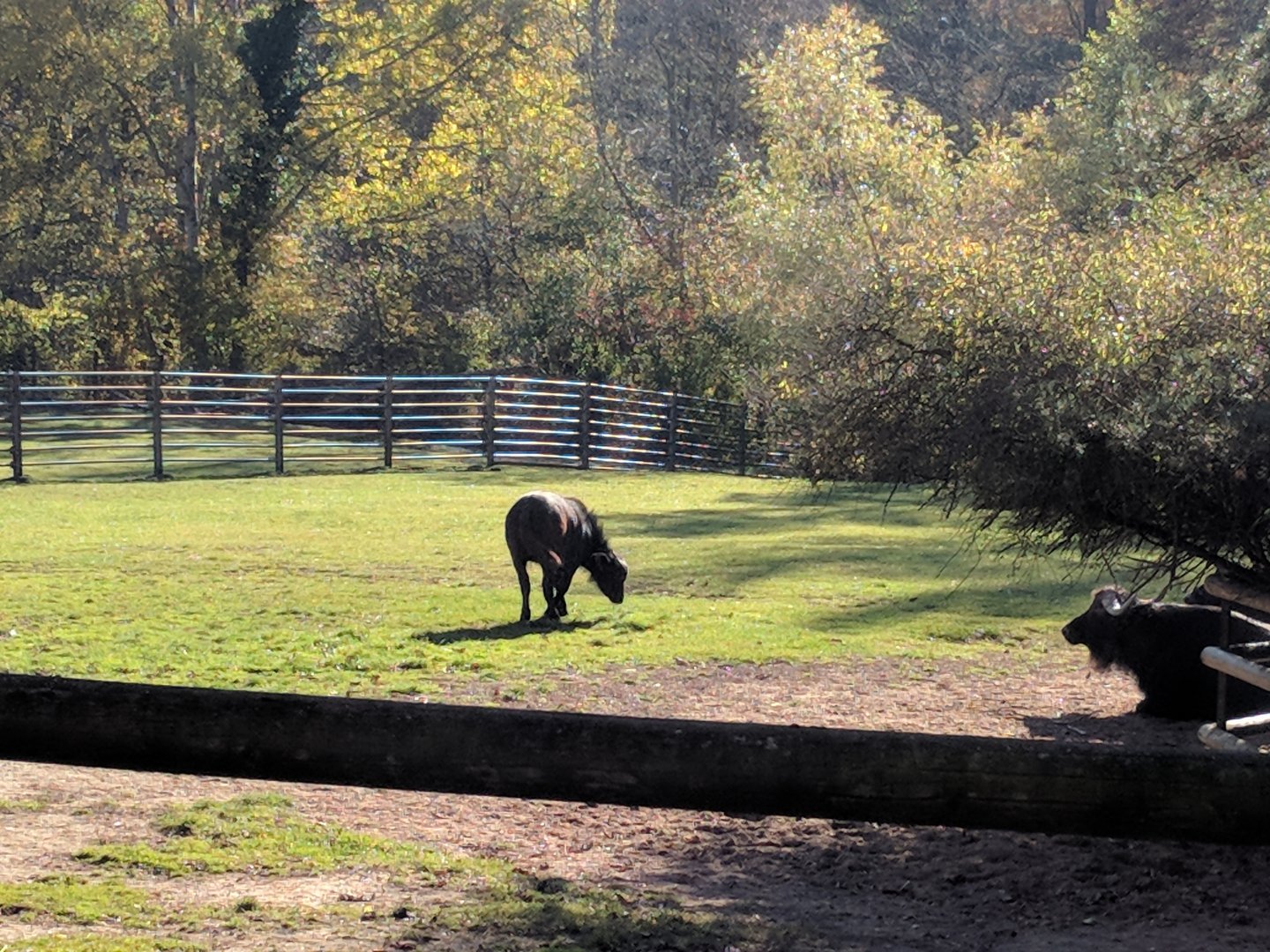 Young Cape Buffalo