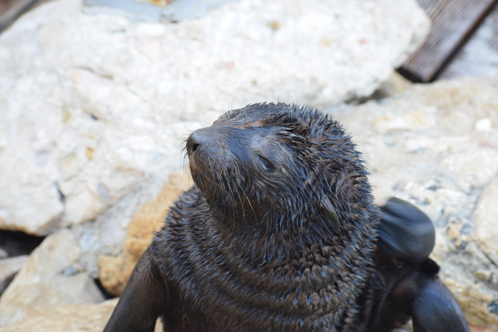 Young cape fur seal