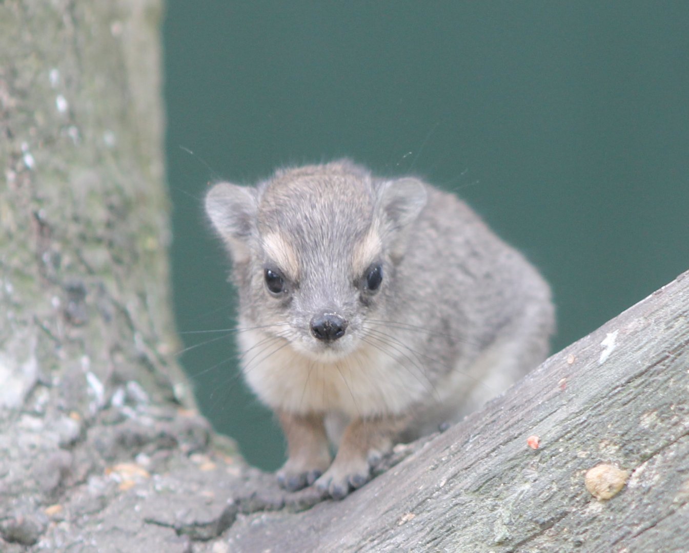 Young Cape hyrax