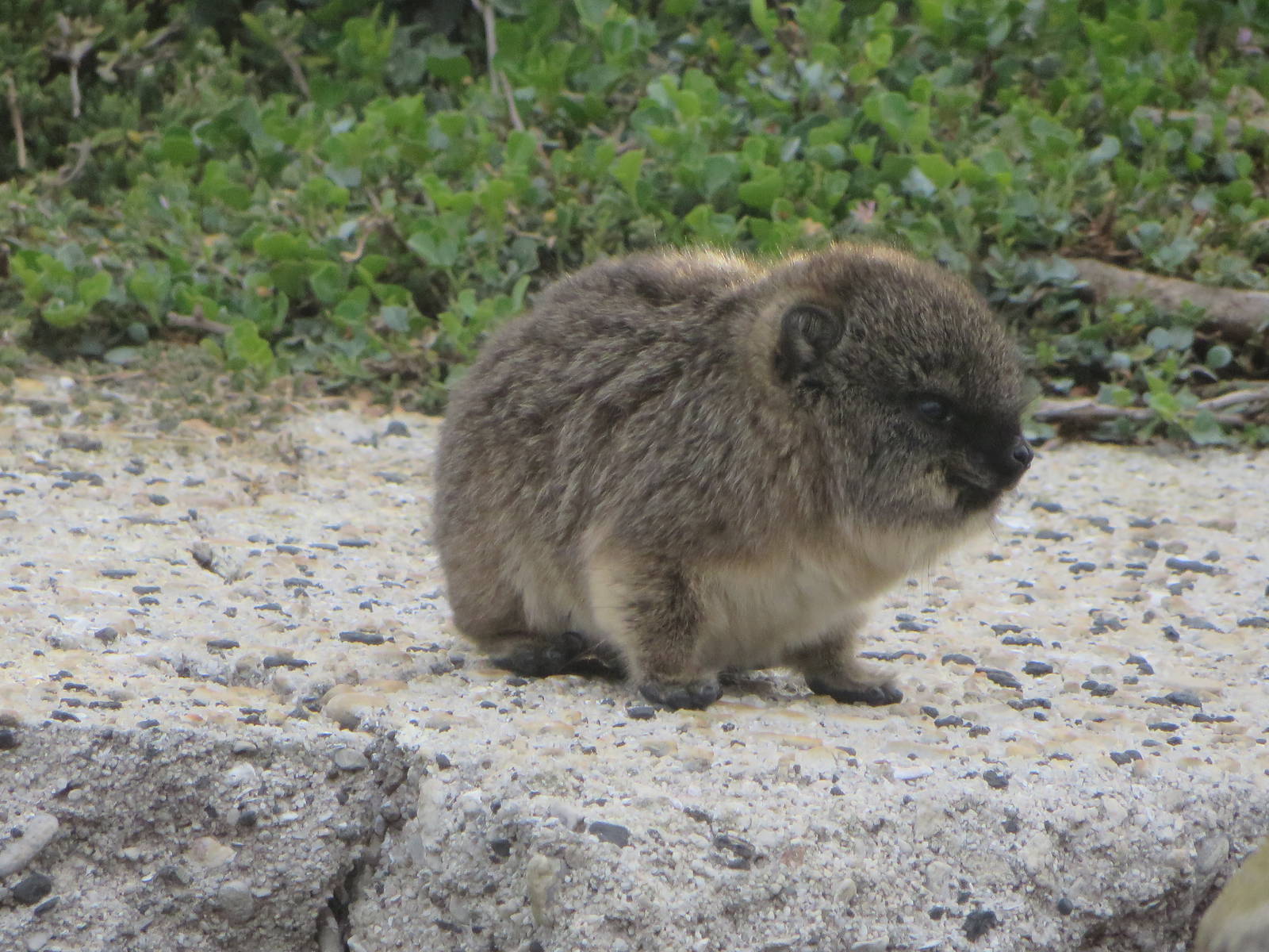 Young cape rock hyrax