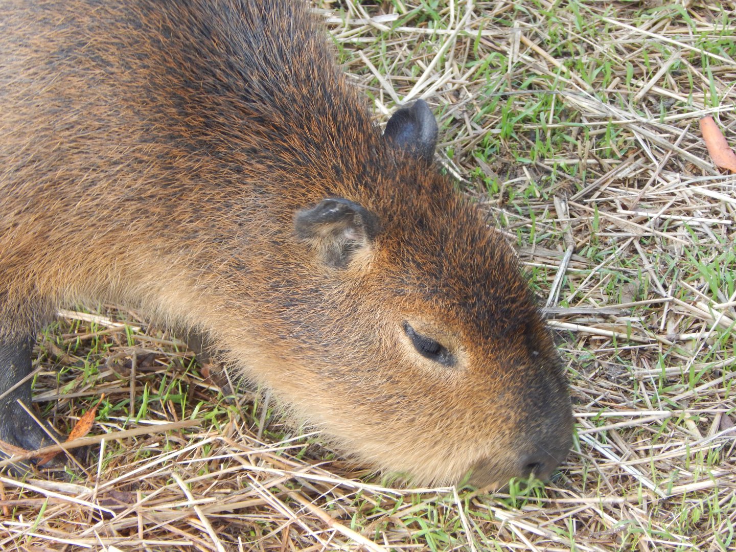 Young Capybara 021125