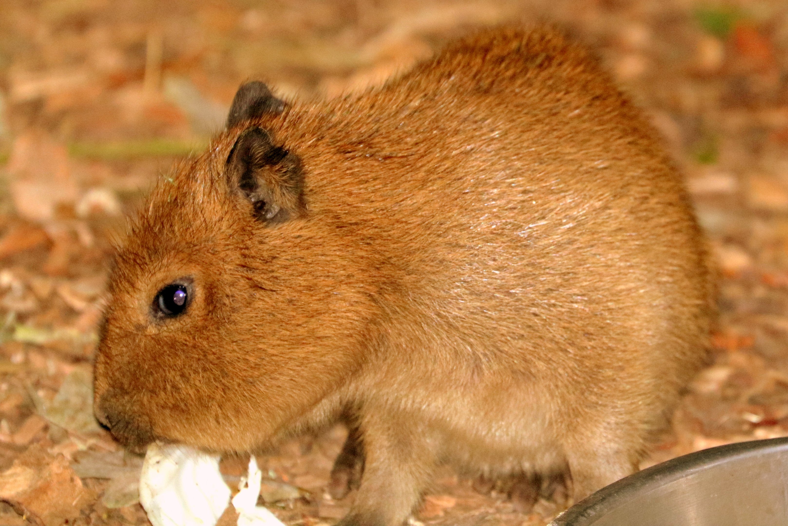 Young capybara; Cotswolds; 12th August 2018
