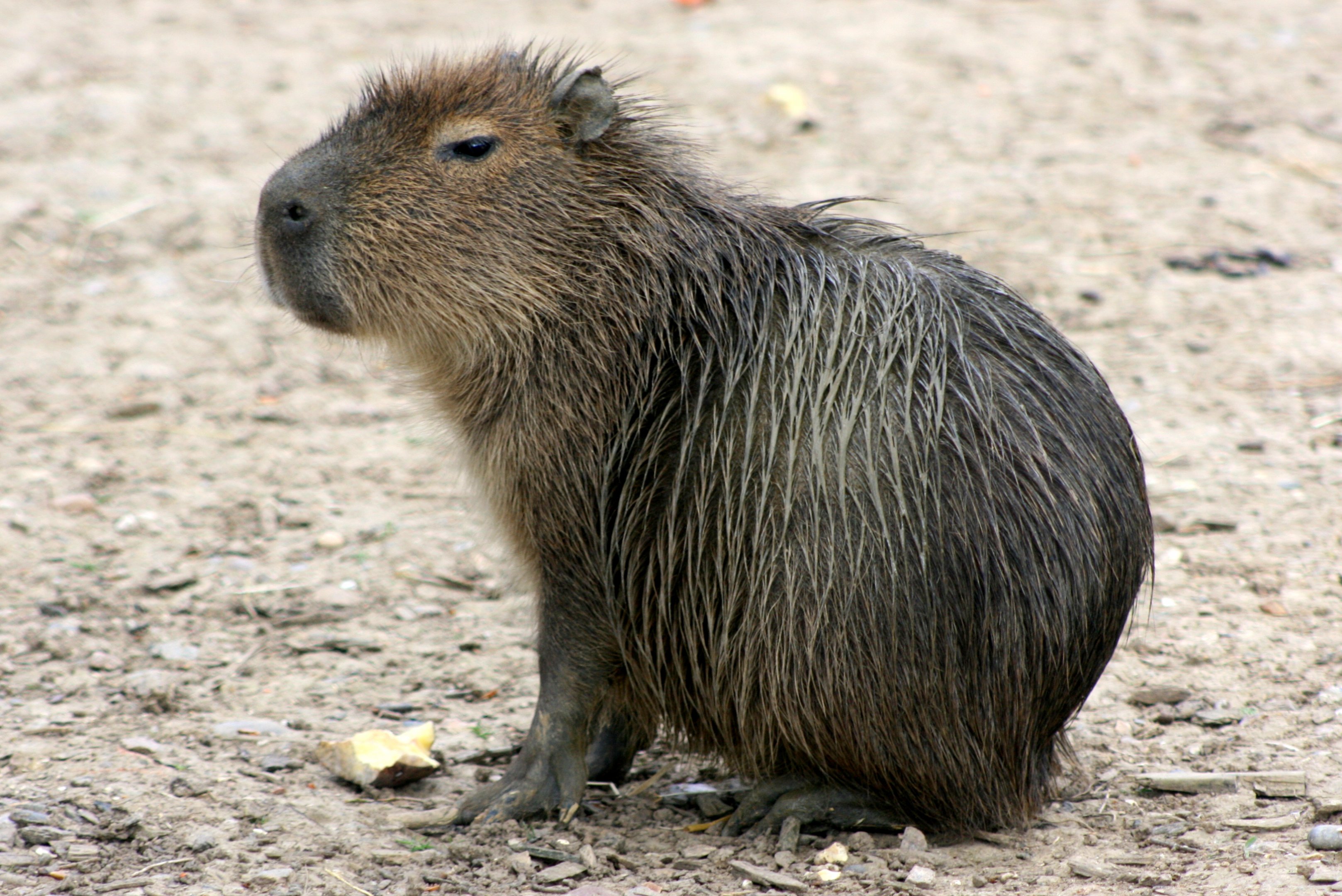 Young Capybara; Tropical Wings; 1st April 2017