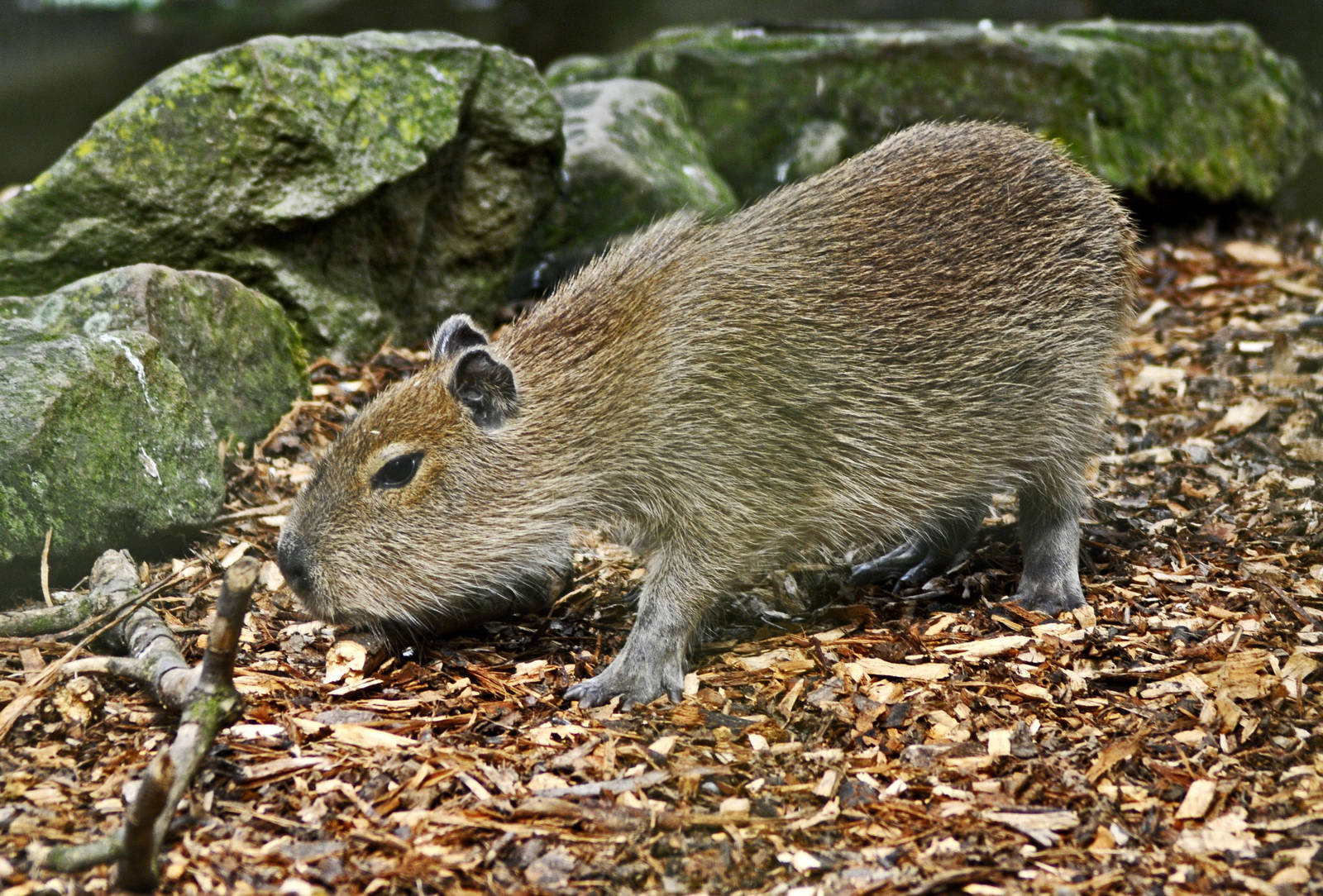 Young Capybara