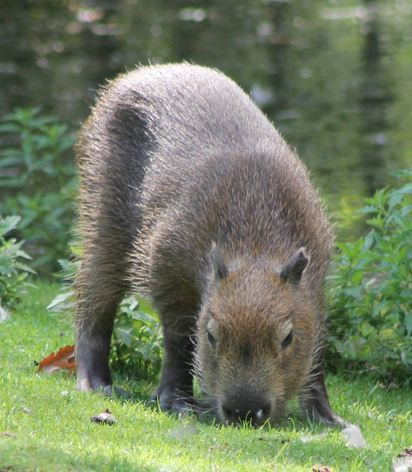 Young Capybara