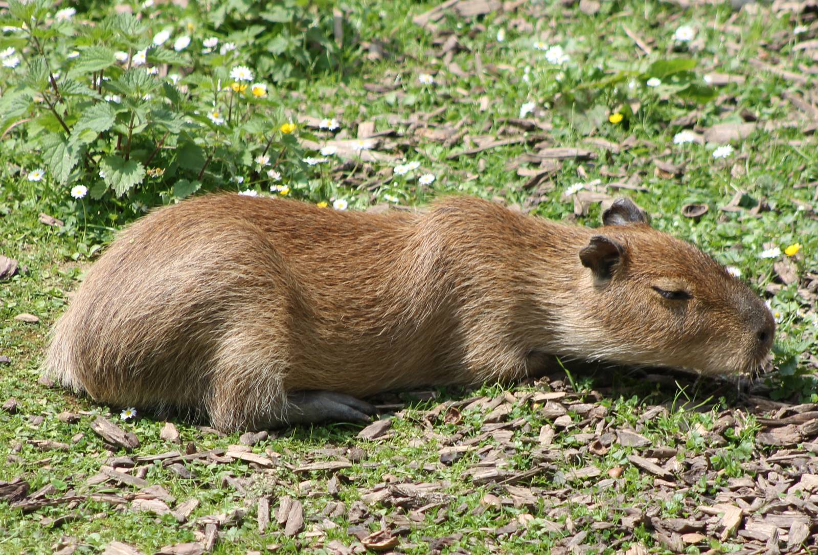 Young Capybara