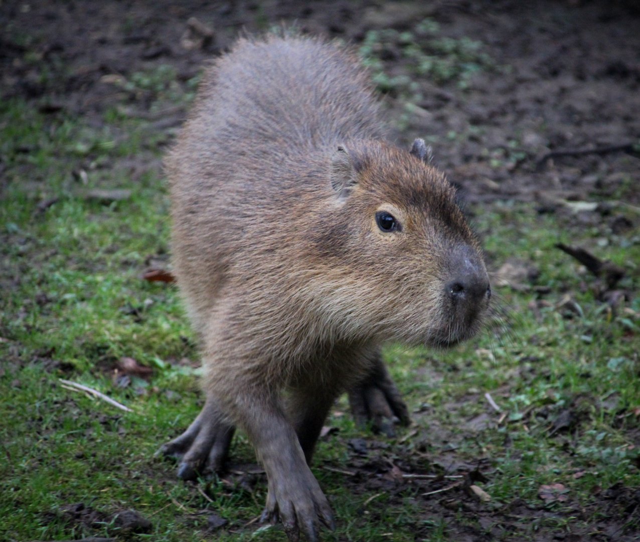 Young Capybara