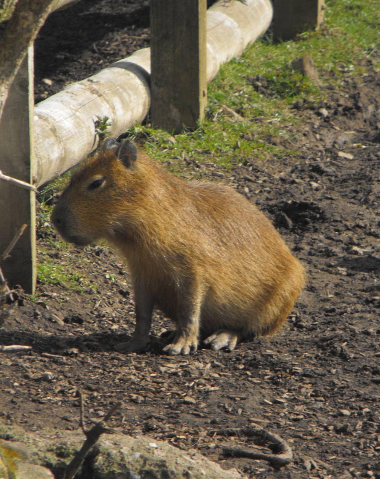 Young Capybara