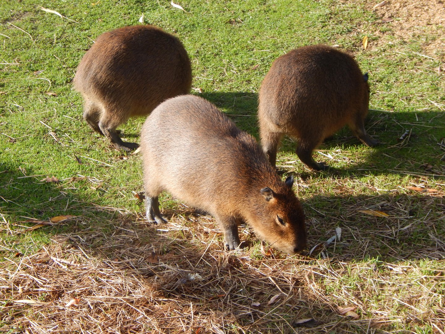 Young Capybaras 021125