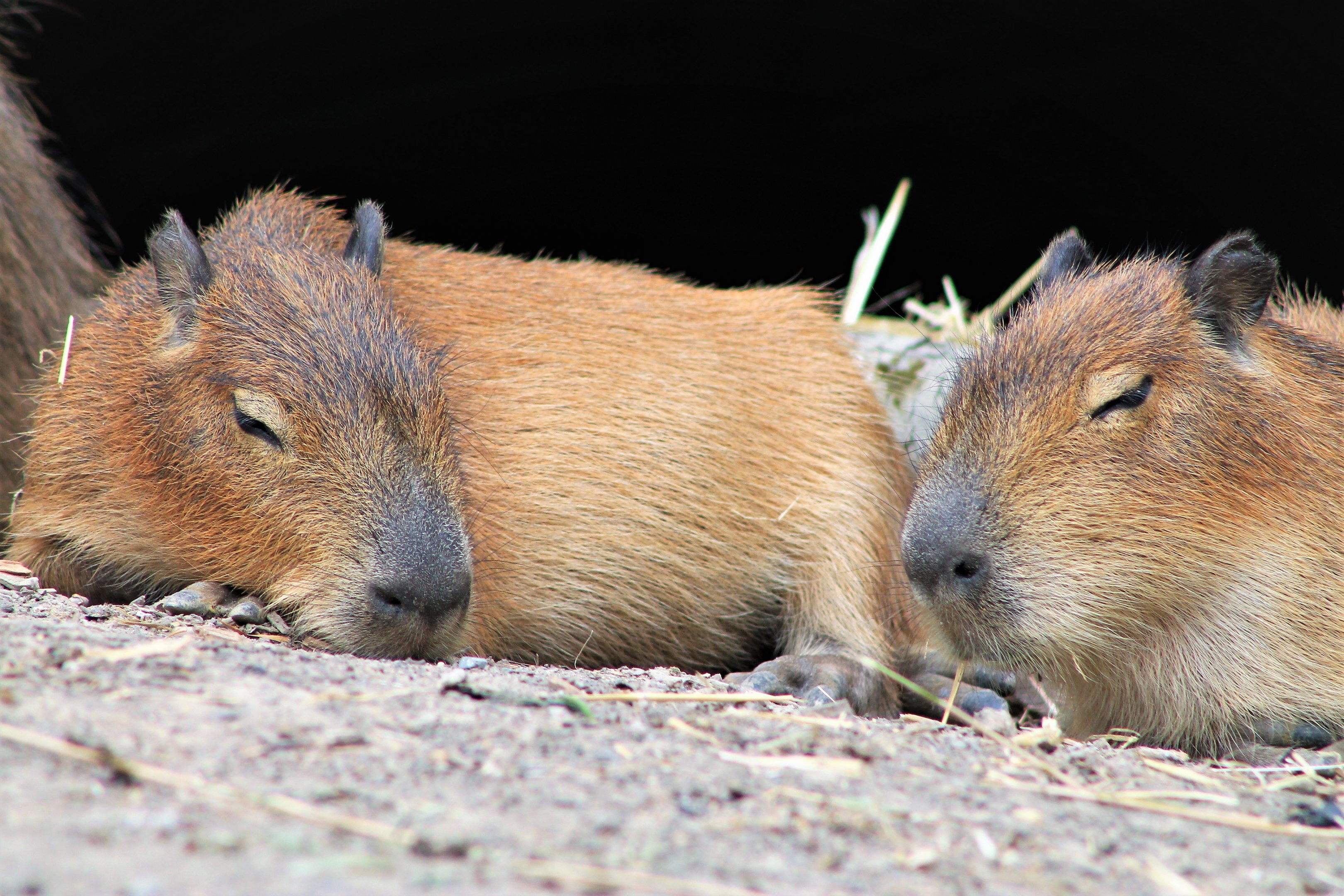 young Capybaras (Hydrochoerus hydrochaerus)