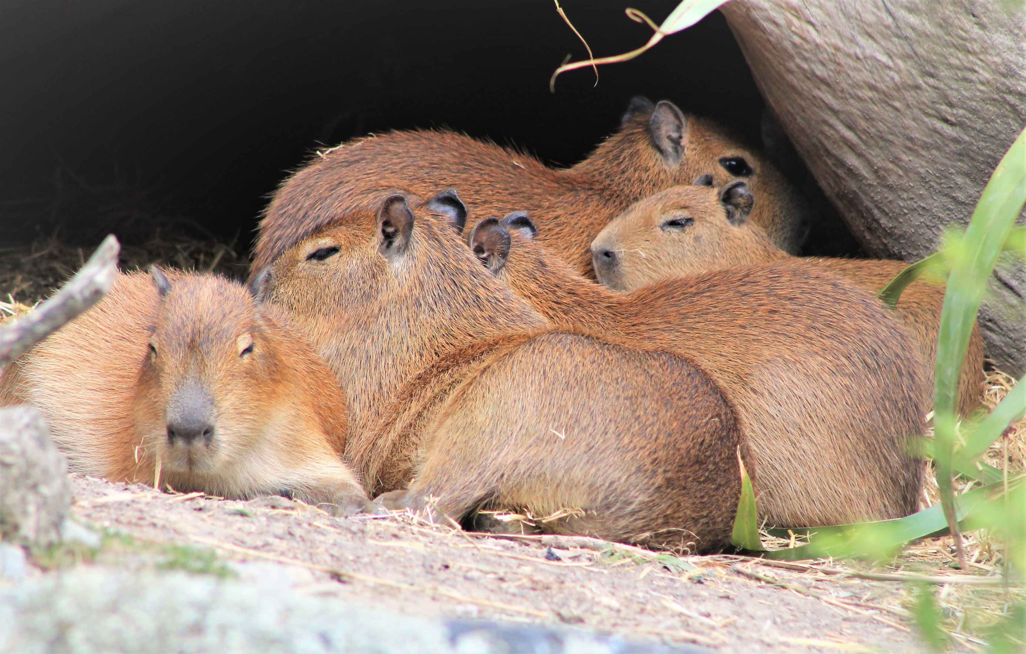 young Capybaras (Hydrochoerus hydrochaerus)
