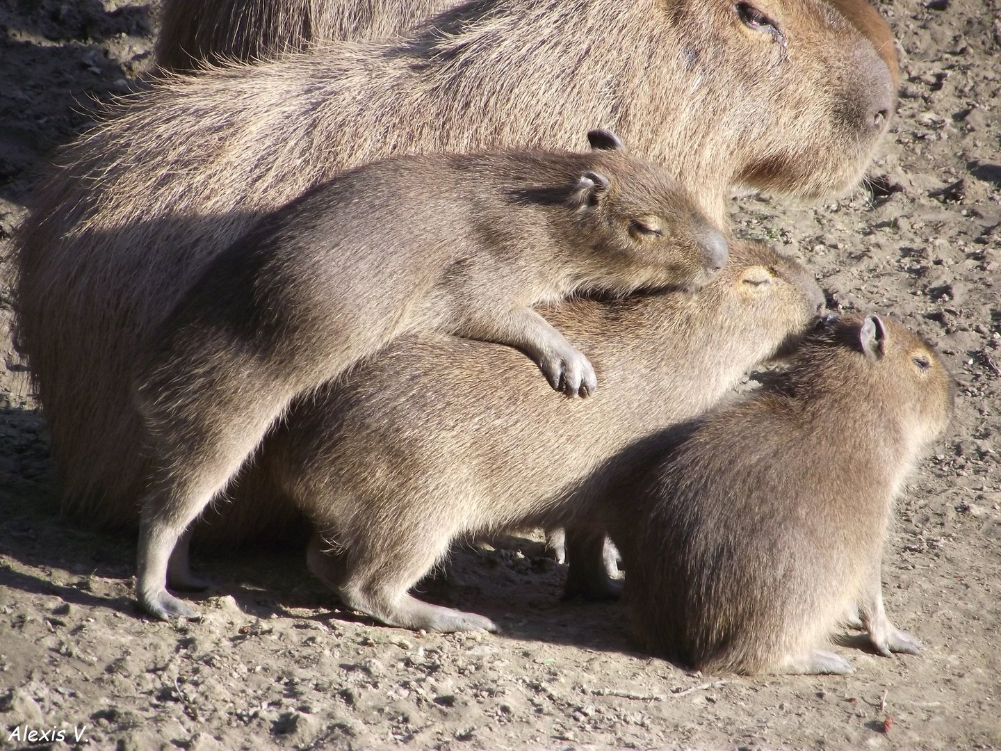 Young Capybaras - Zooparc de Beauval - 03/2022