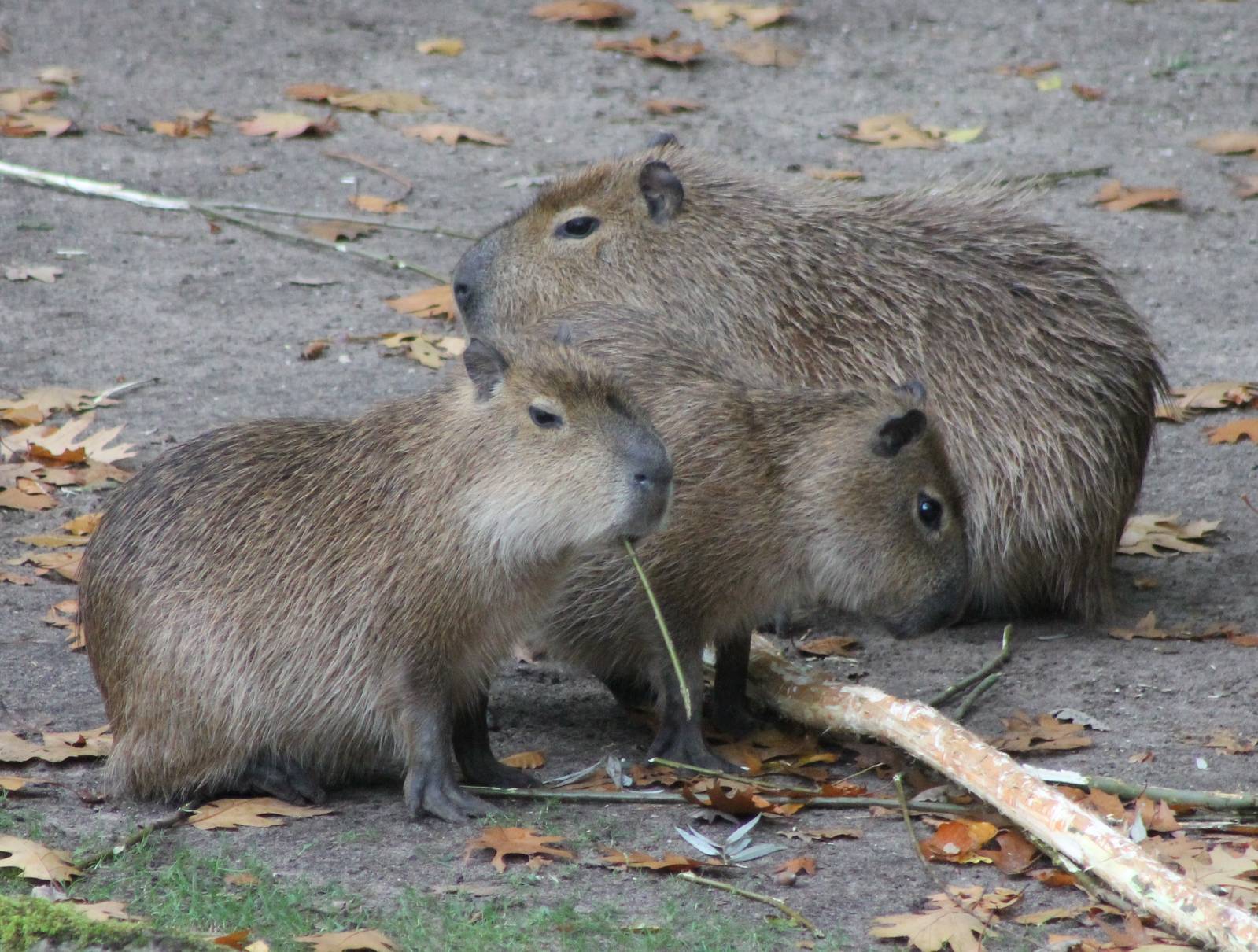 Young Capybaras