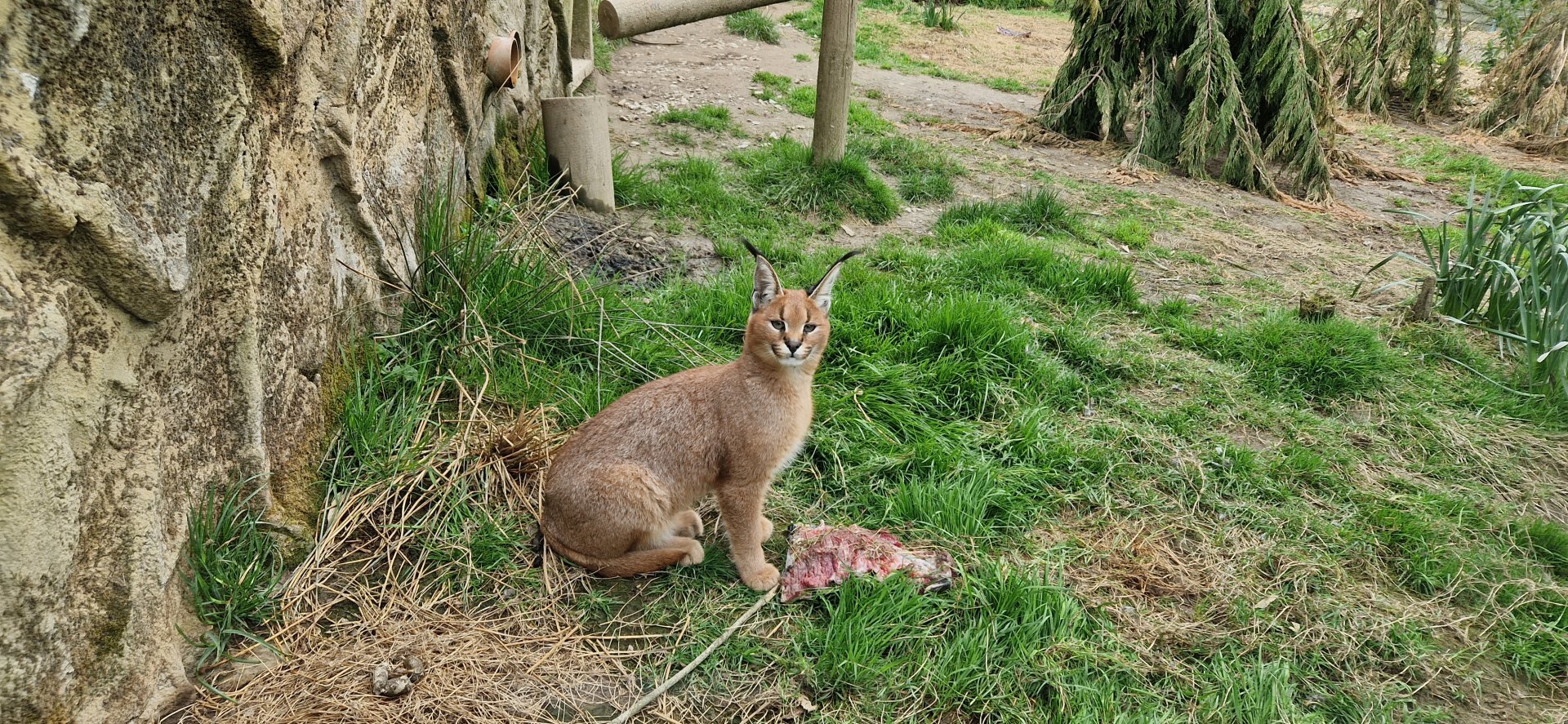 Young Caracal