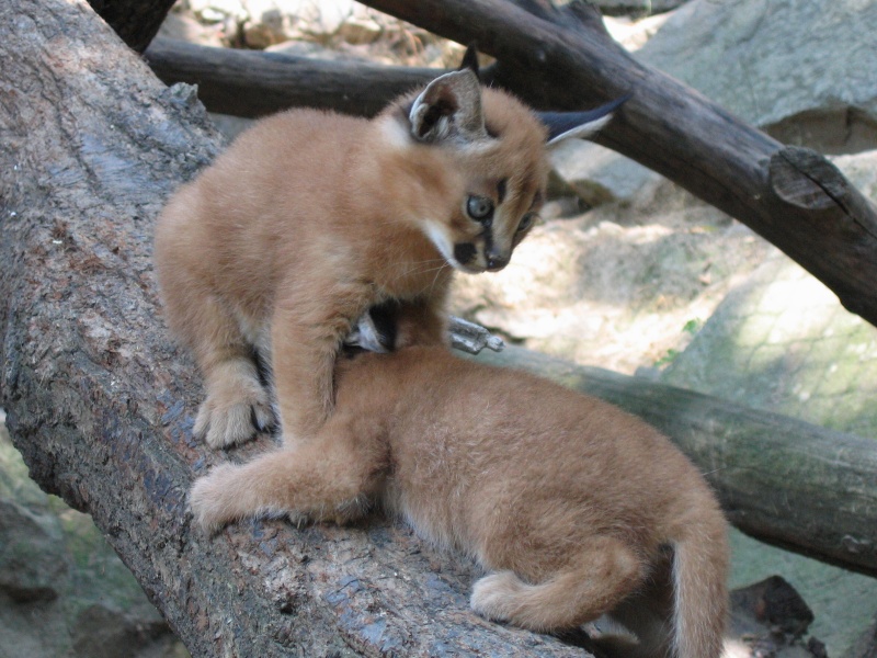 Young caracals @ Jihlava zoo
