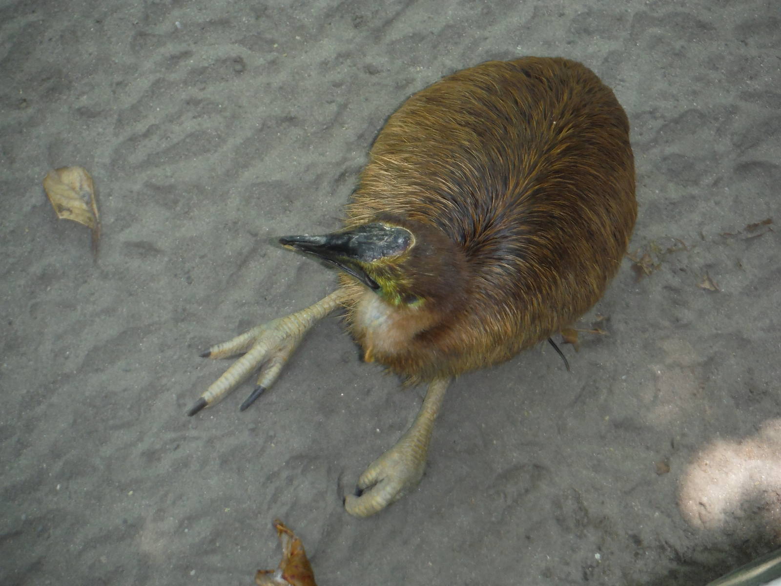 Young Cassowary - Bali Zoo 2015