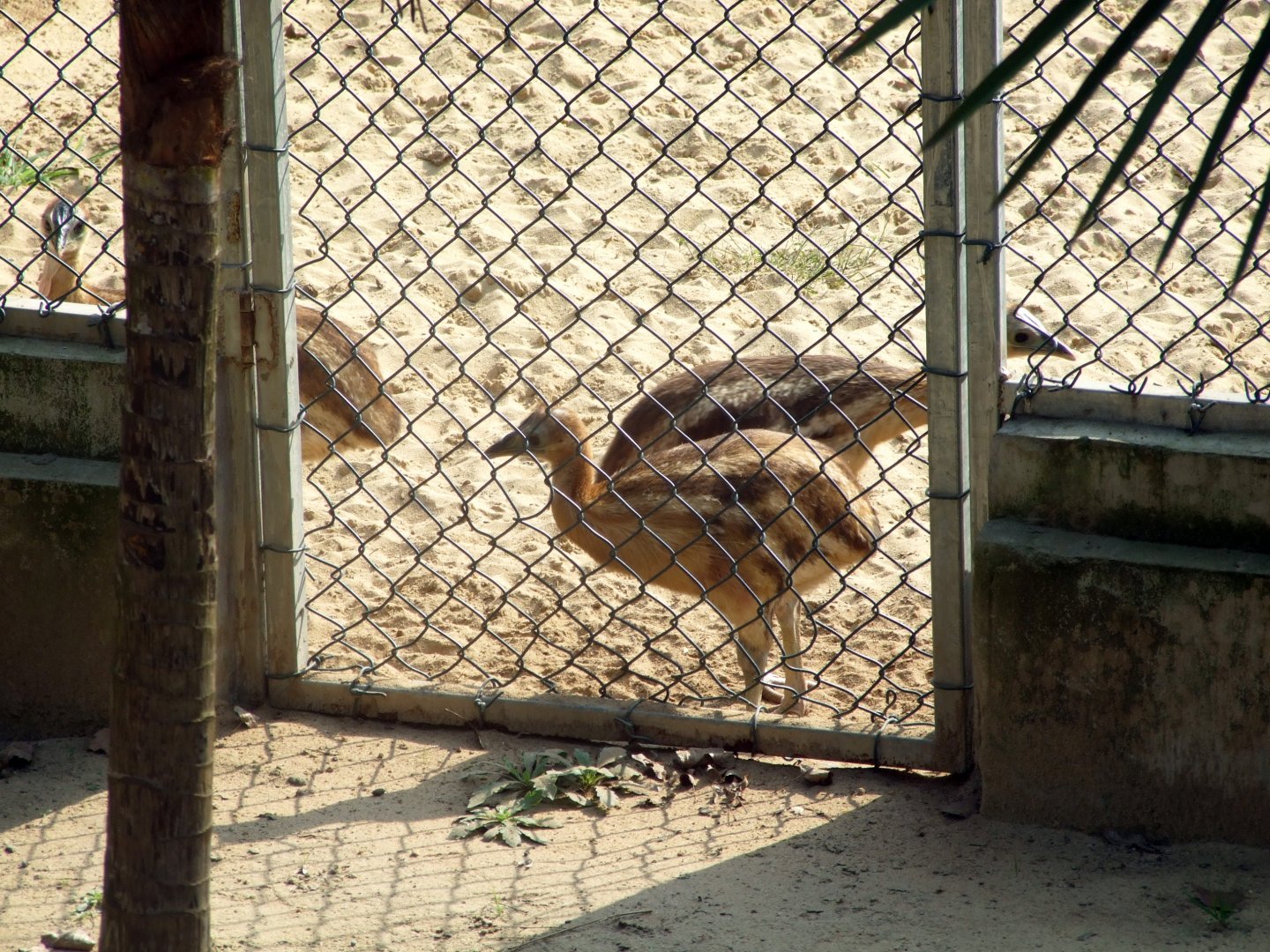 Young cassowary