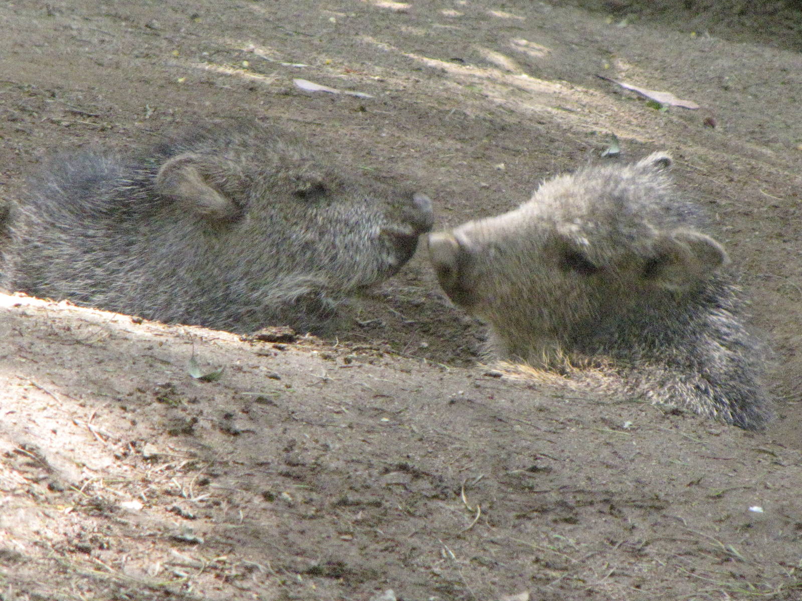 Young Chacoan Peccaries