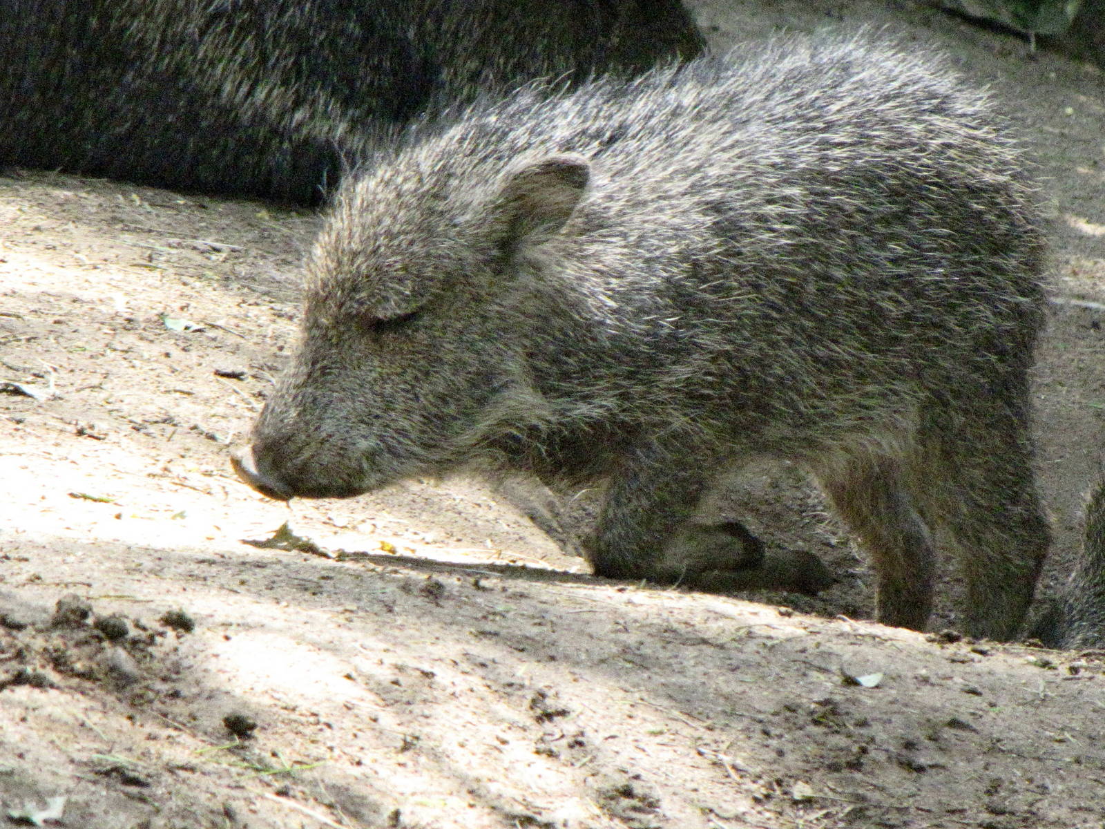 Young Chacoan Peccary