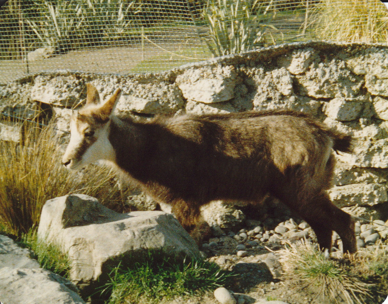 young chamois