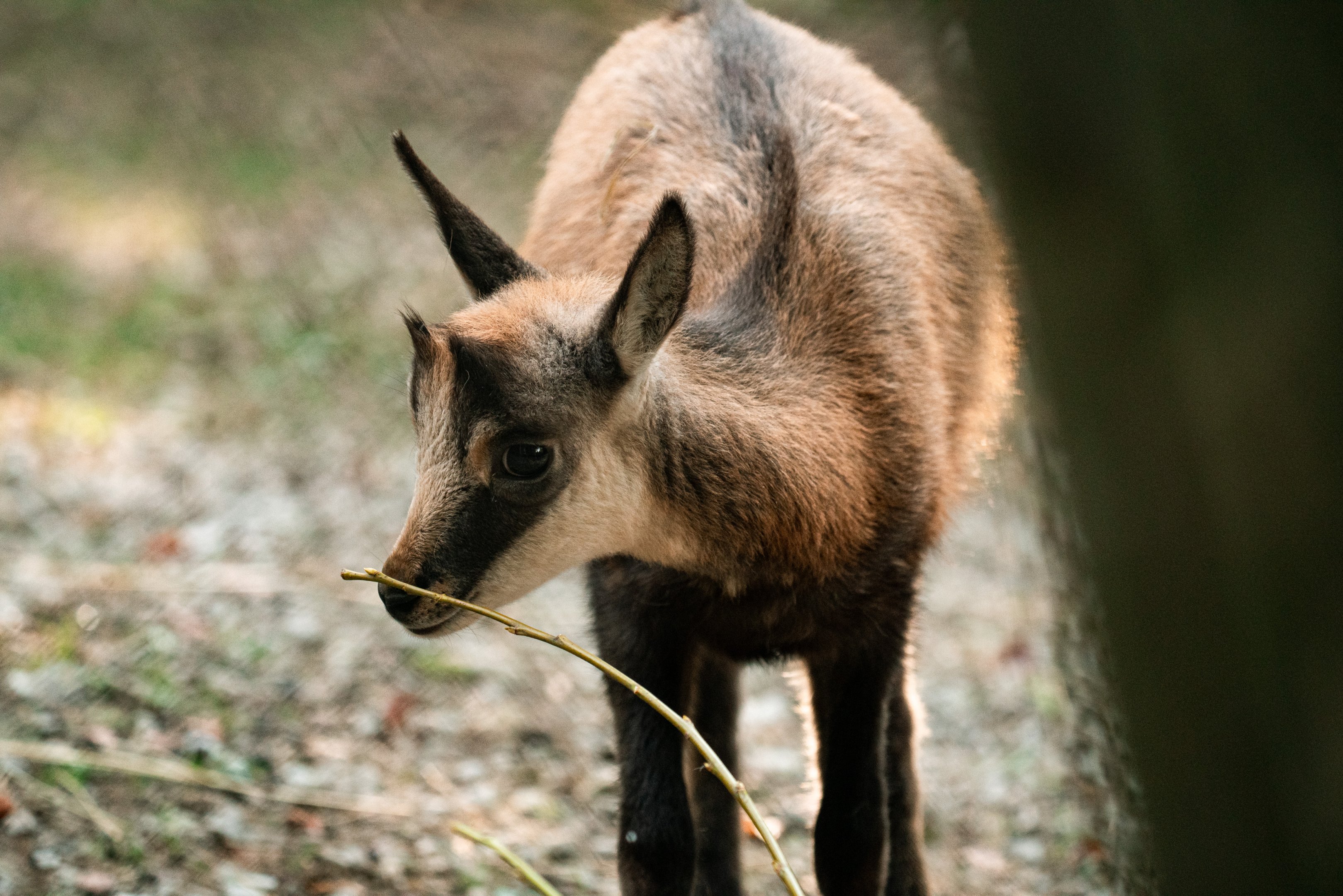Young chamois