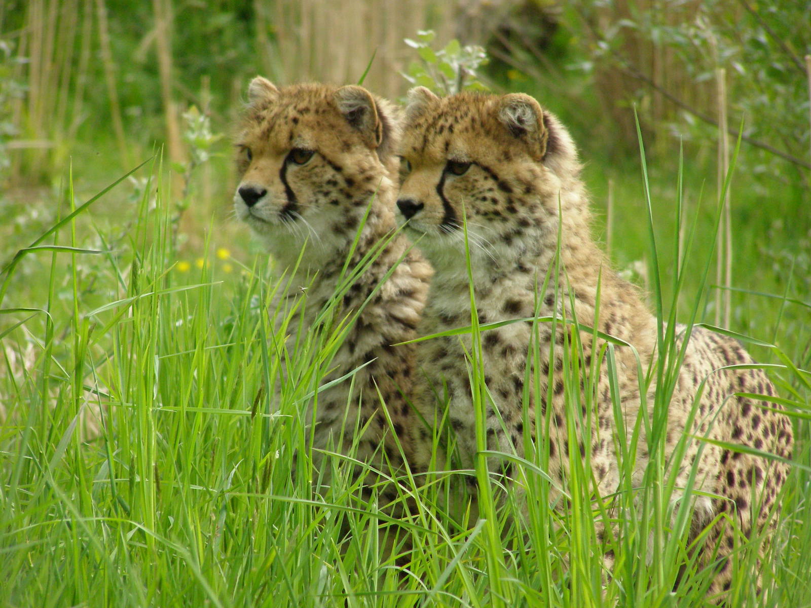 Young Cheetah boys..