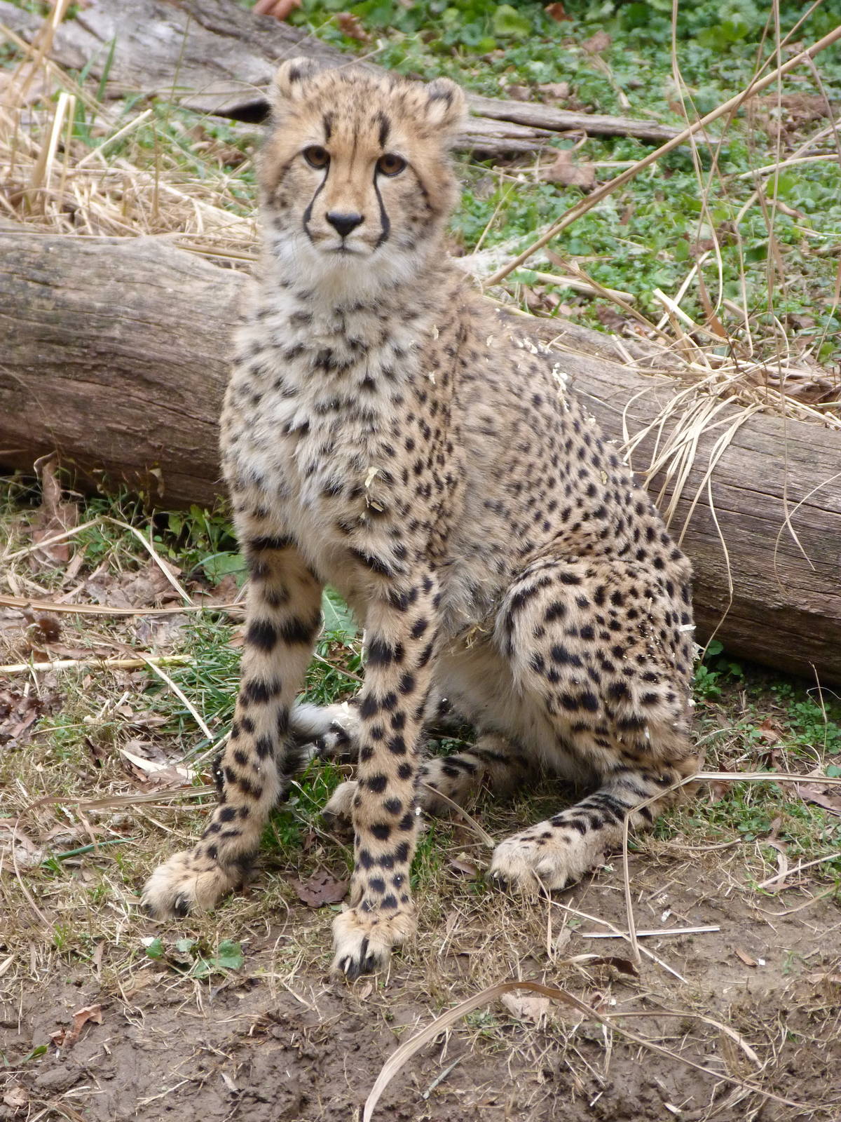 Young Cheetah, Cheetah Conservation Station